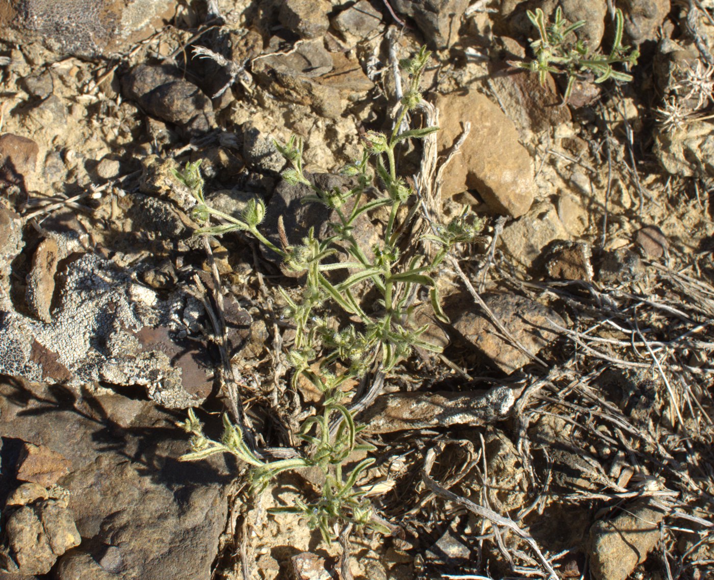 Image of Lappula spinocarpos specimen.