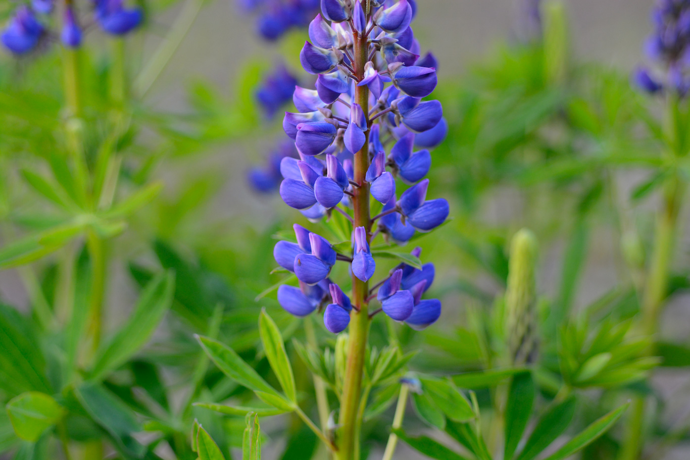 Image of Lupinus polyphyllus specimen.