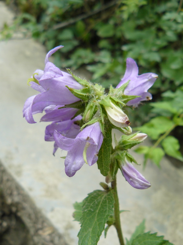 Изображение особи Campanula trachelium.