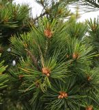 Pinus koraiensis