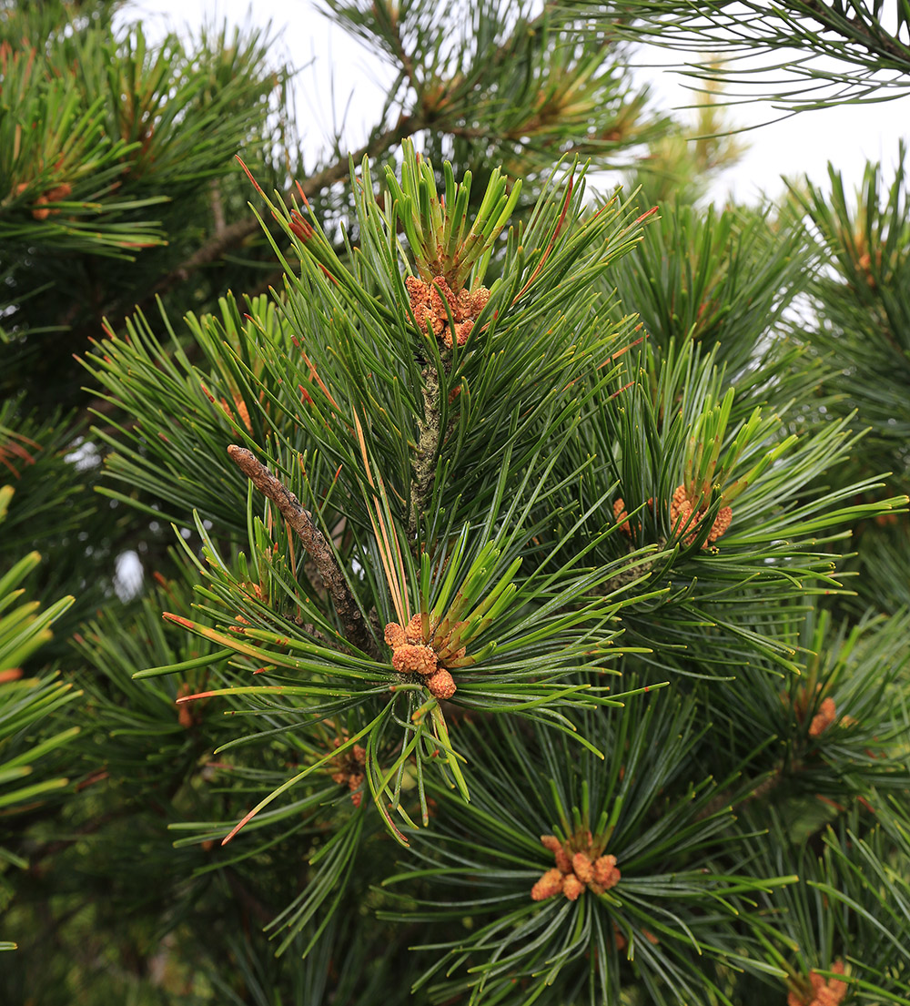 Изображение особи Pinus koraiensis.