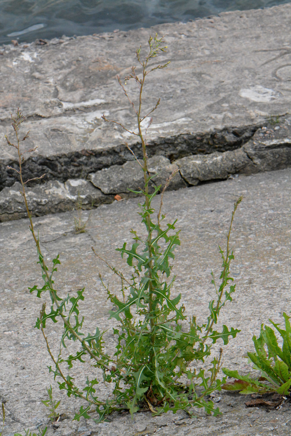 Image of Lactuca serriola specimen.