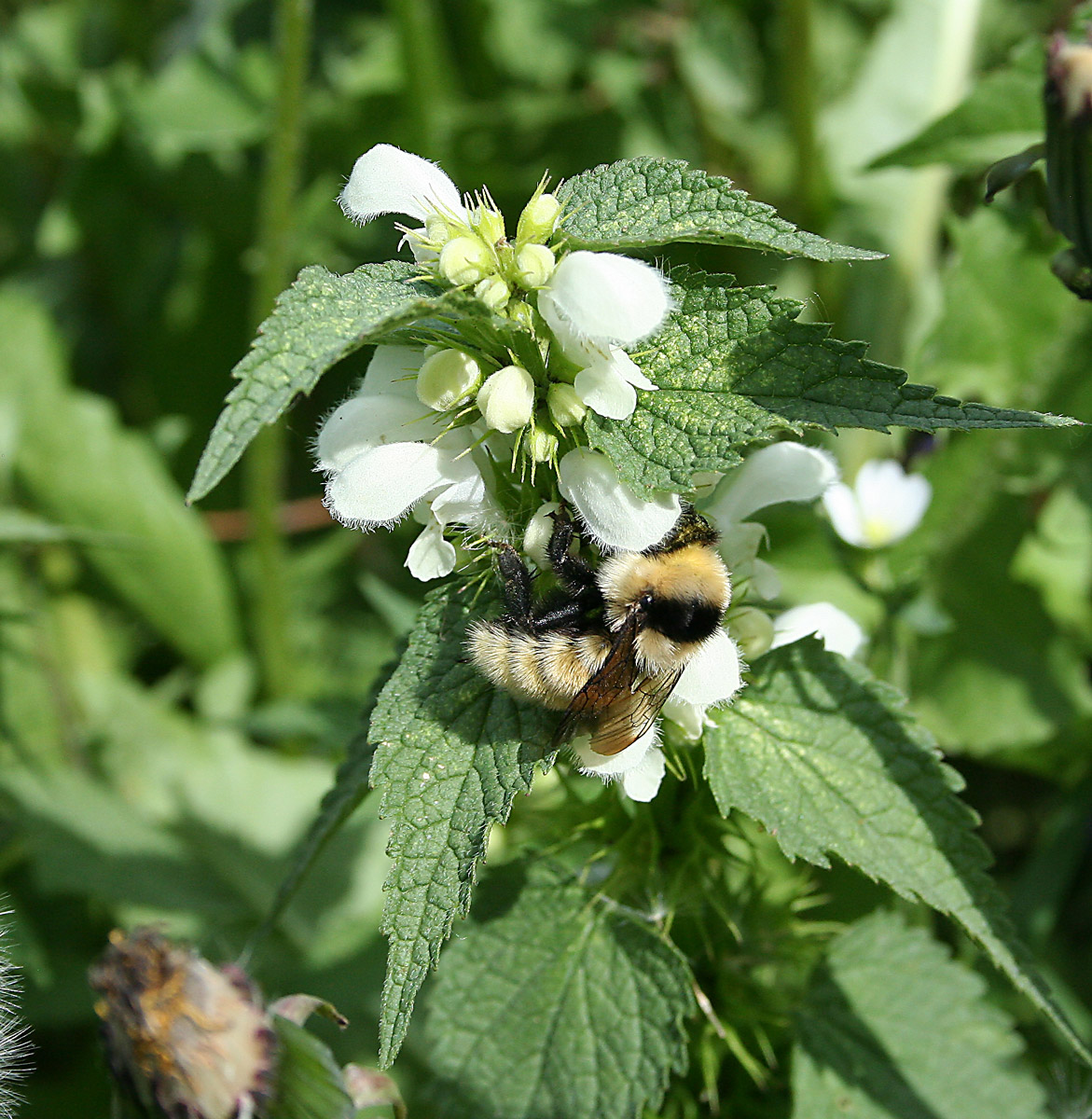 Image of Lamium album specimen.