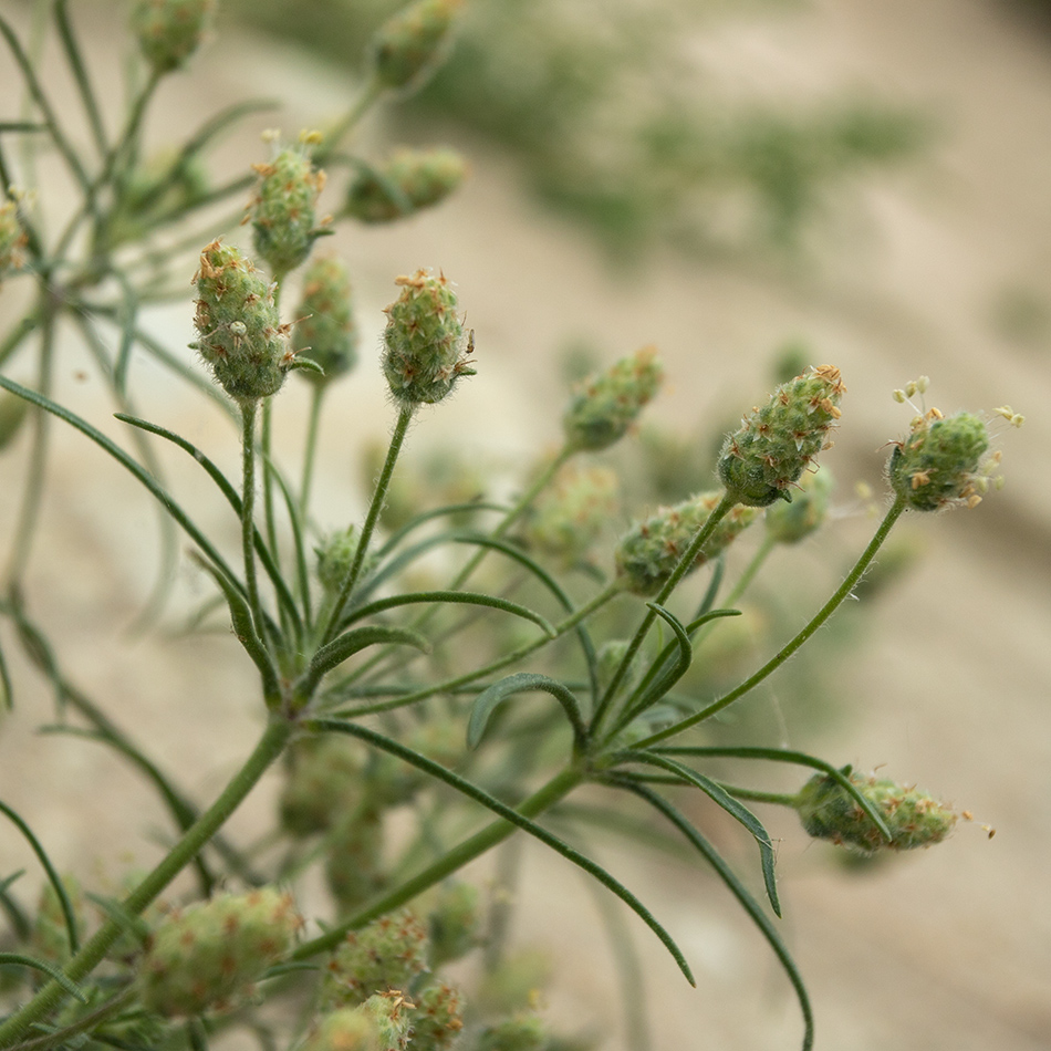 Изображение особи Plantago arenaria.