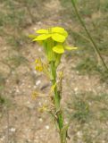Syrenia montana