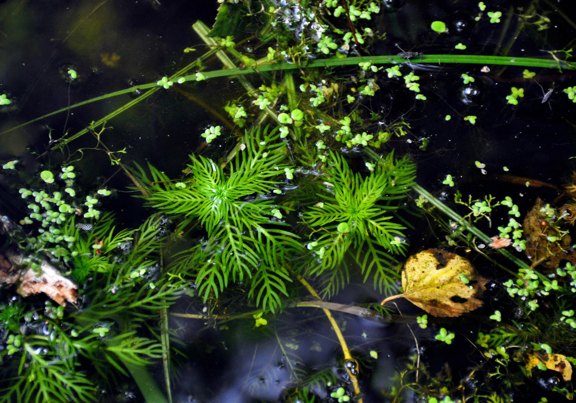 Image of Hottonia palustris specimen.