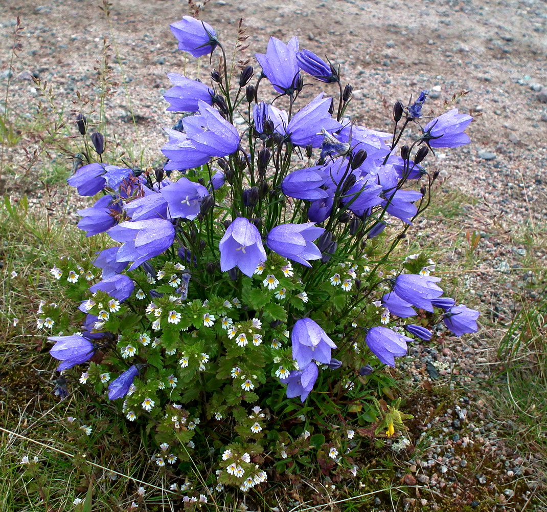 Image of Campanula rotundifolia specimen.