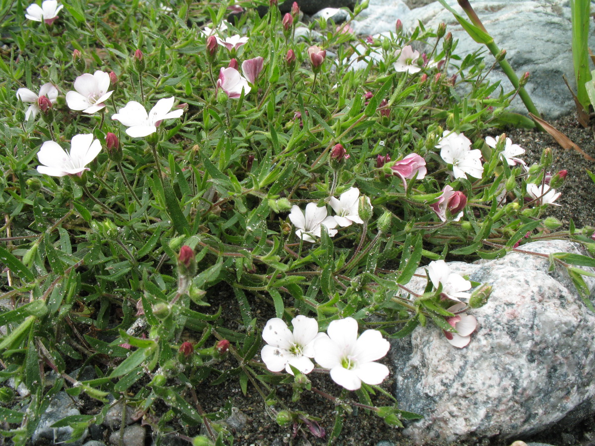 Изображение особи Gypsophila sericea.