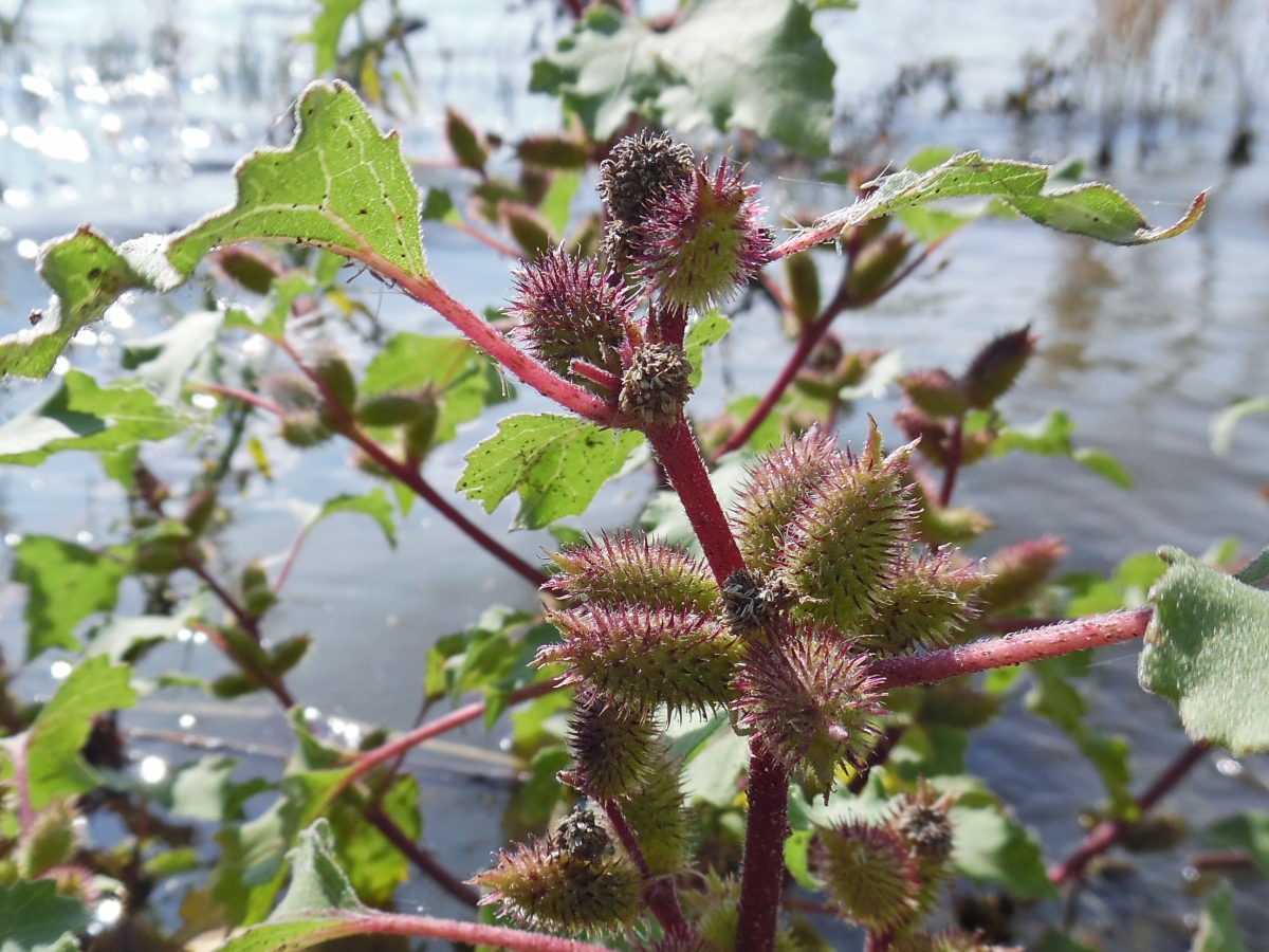 Image of Xanthium orientale specimen.