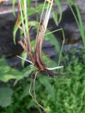 Festuca pratensis. Нижняя часть побега и корневая система выкопанного растения. Свердловская обл., окр. г. Североуральск, дачный участок. 14.07.2019.