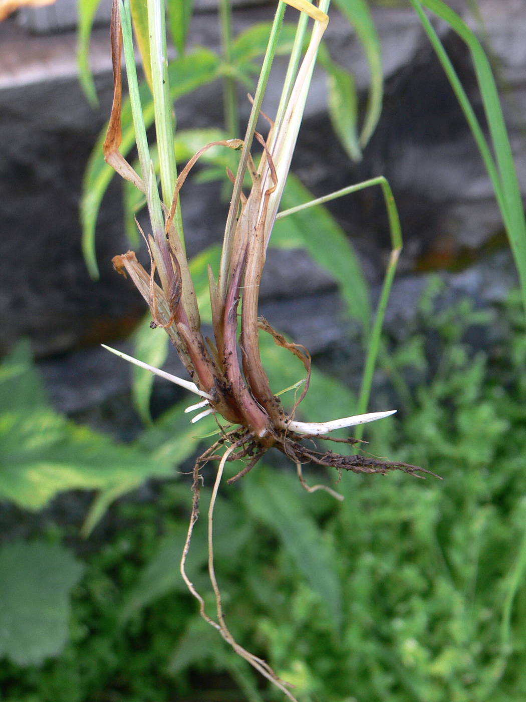 Image of Festuca pratensis specimen.