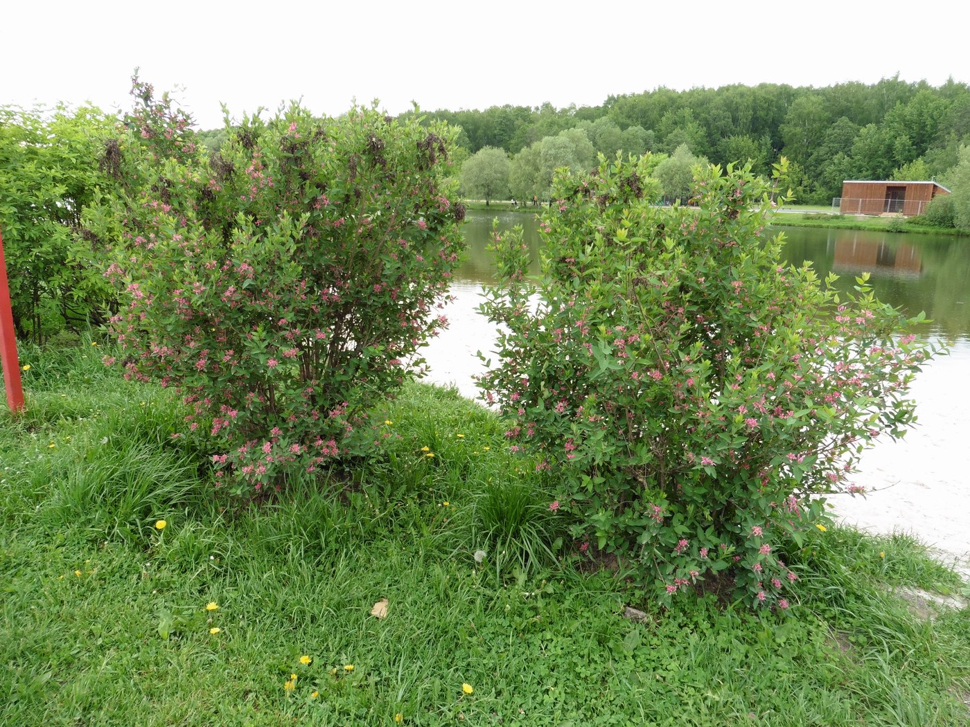 Image of Lonicera tatarica specimen.