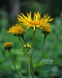 Telekia speciosa. Верхушки побегов с распускающимися и распустившимся соцветиями. Сербия, национальный парк Тара, плоскогорье Равна Тара, опушка смешанного леса. 08.07.2019.