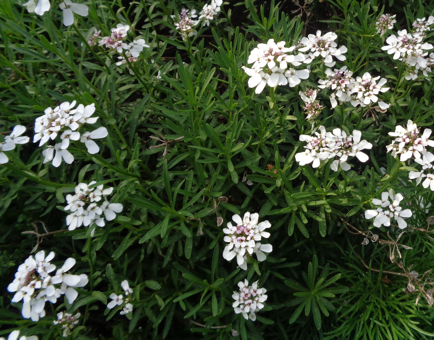 Image of Iberis sempervirens specimen.