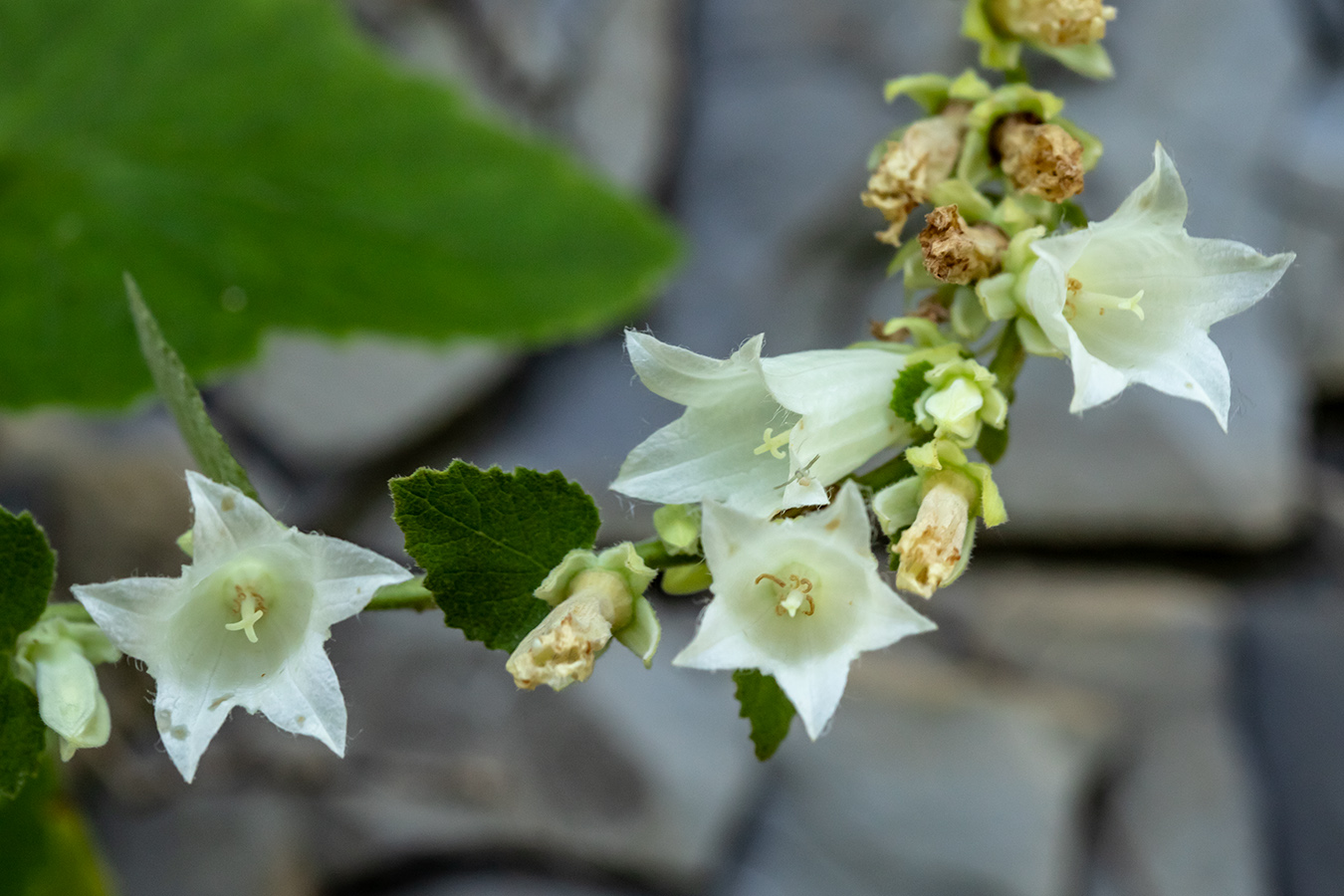 Изображение особи Campanula alliariifolia.