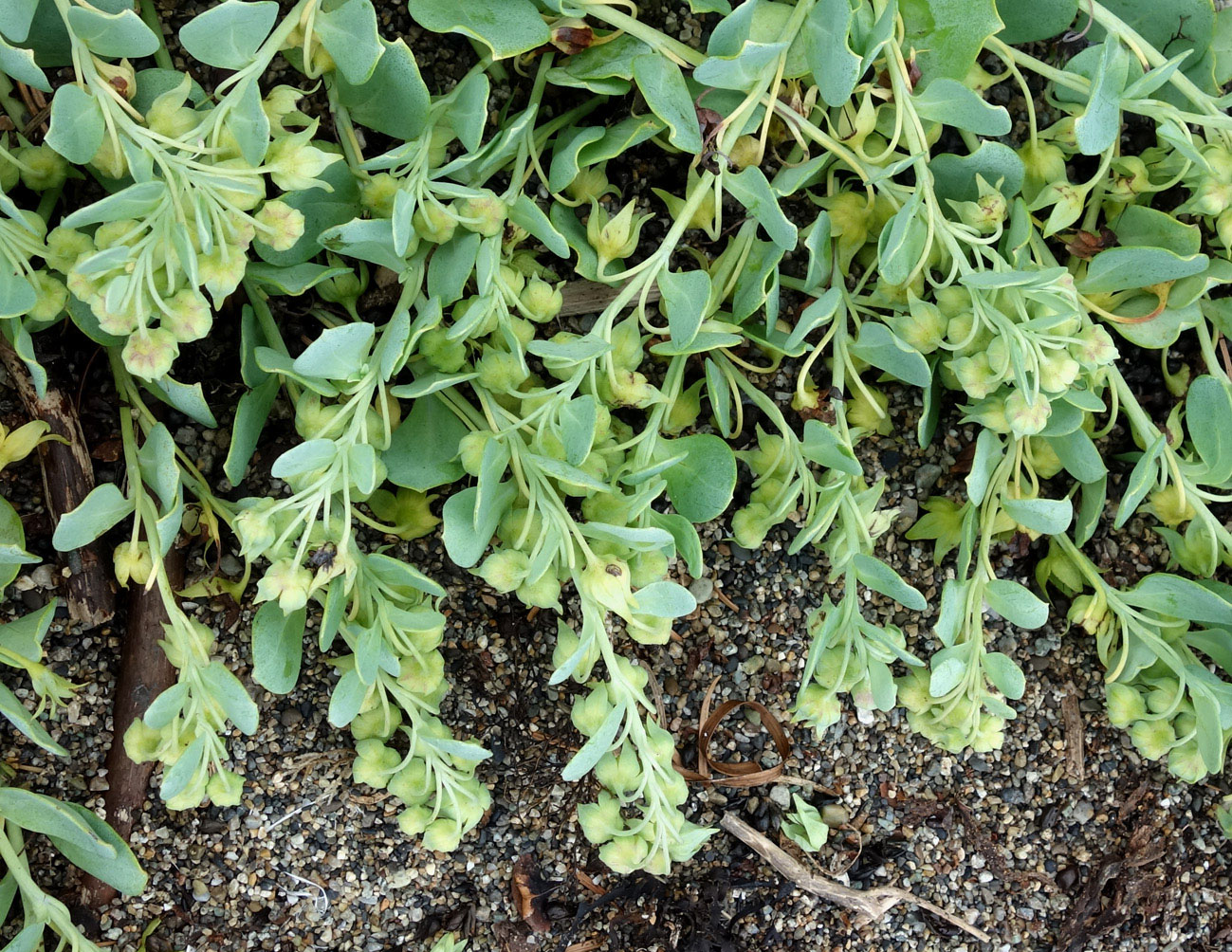 Image of Mertensia maritima specimen.