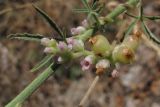 Cuscuta monogyna. Цветущее и плодоносящее растение (на Althaea cannabina). Крым, Севастополь, окр. м. Фиолент. 7 августа 2010 г.