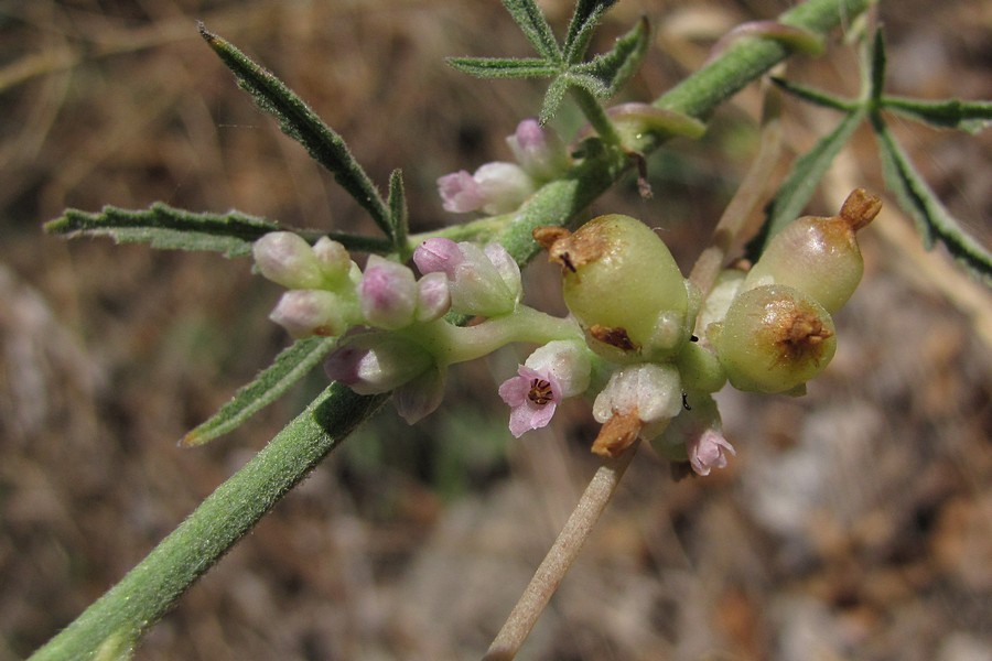 Изображение особи Cuscuta monogyna.