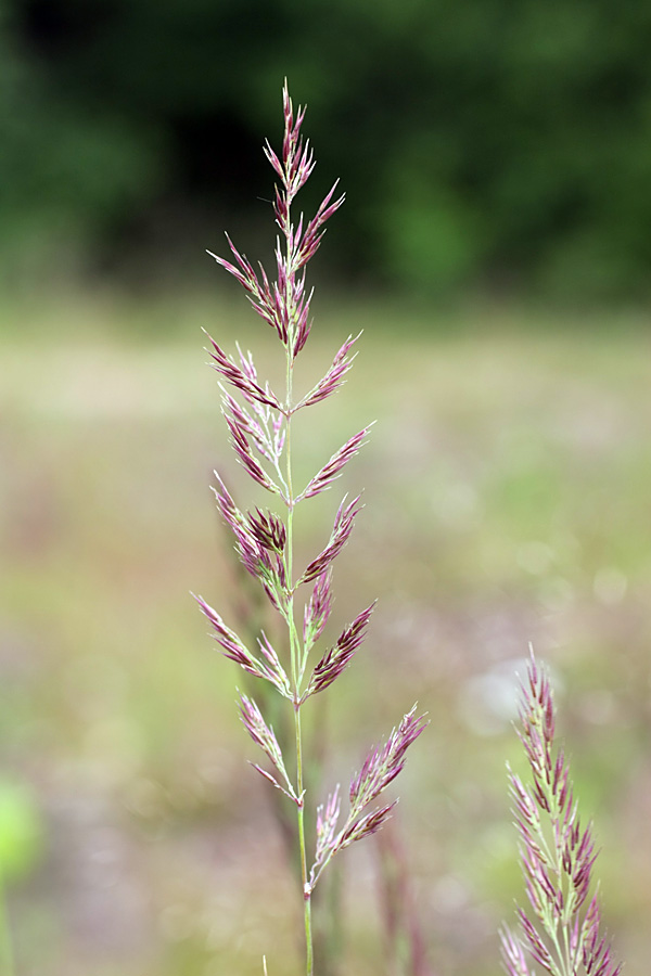 Изображение особи Calamagrostis epigeios.