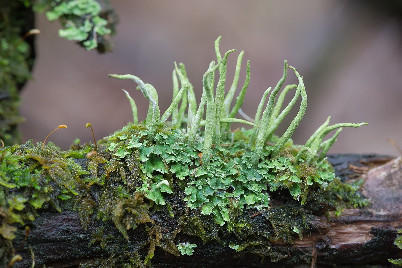 Image of Cladonia coniocraea specimen.