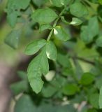 Tecoma fulva ssp. arequipensis