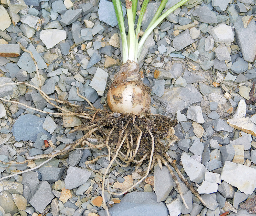 Image of Ornithogalum woronowii specimen.