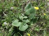 Ligularia thomsonii