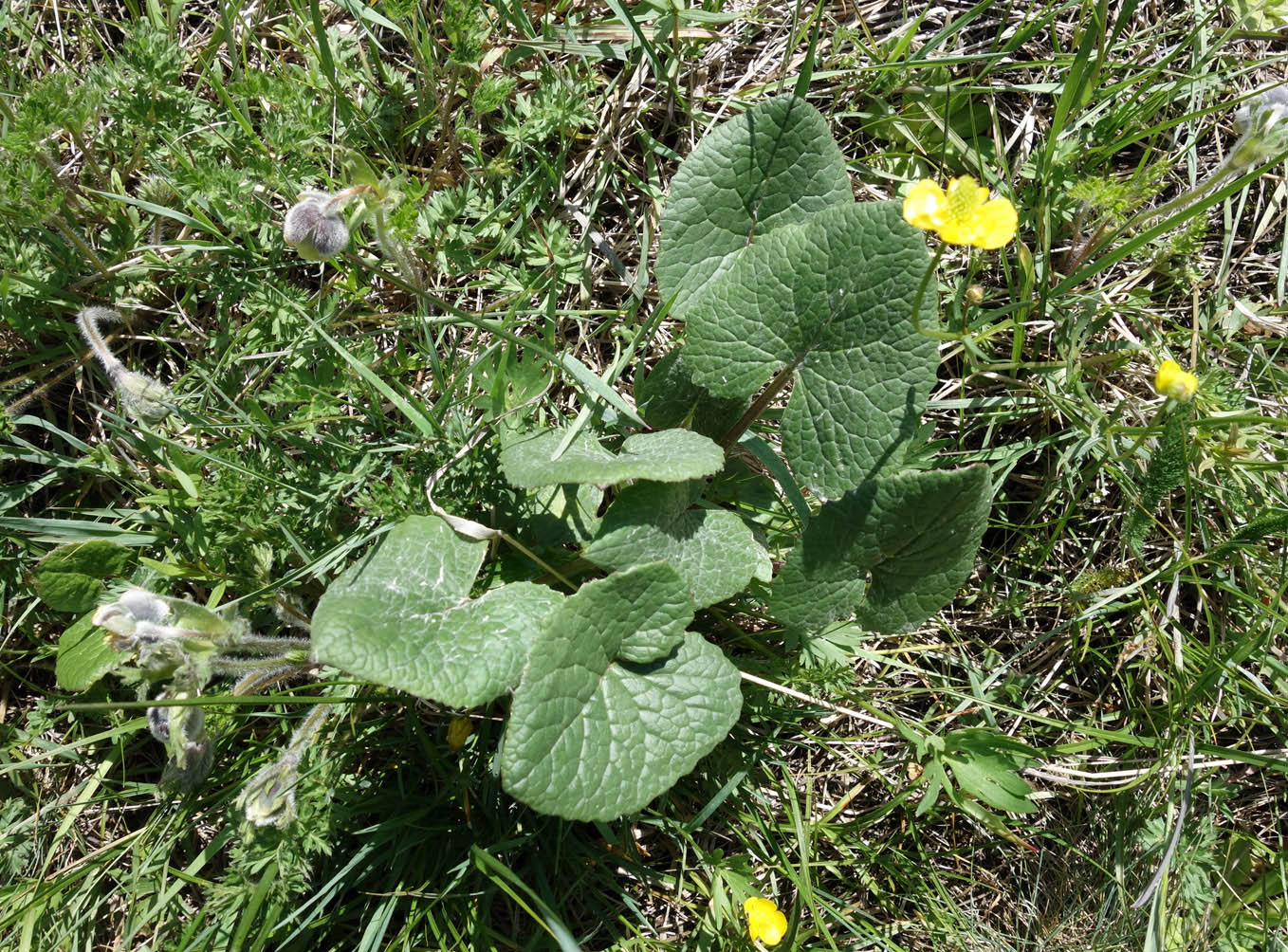 Image of Ligularia thomsonii specimen.