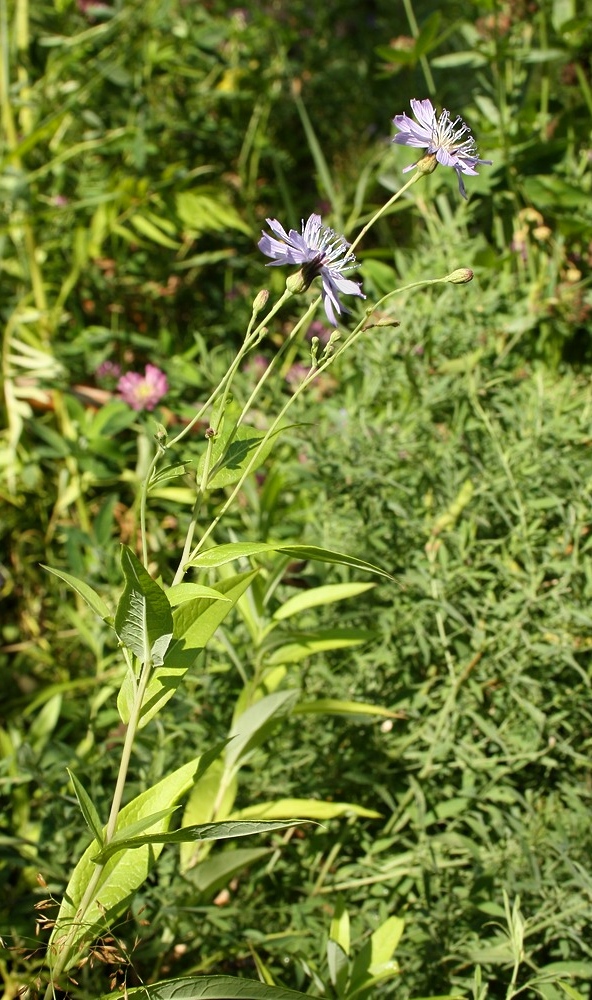Image of Lactuca sibirica specimen.