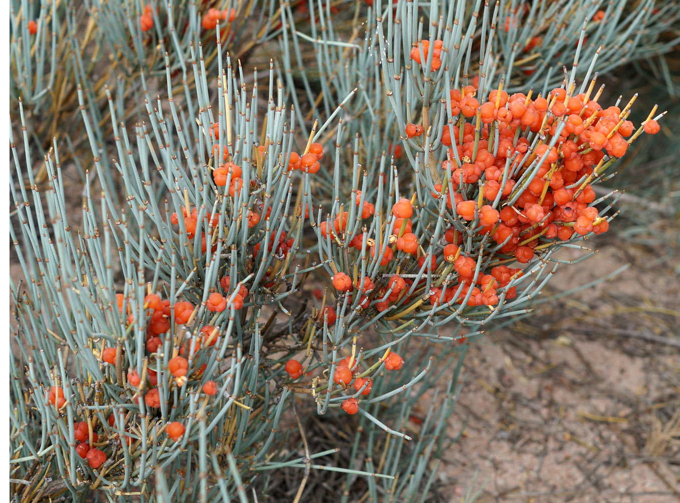 Image of Ephedra intermedia specimen.