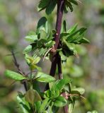 Acanthoprasium integrifolium