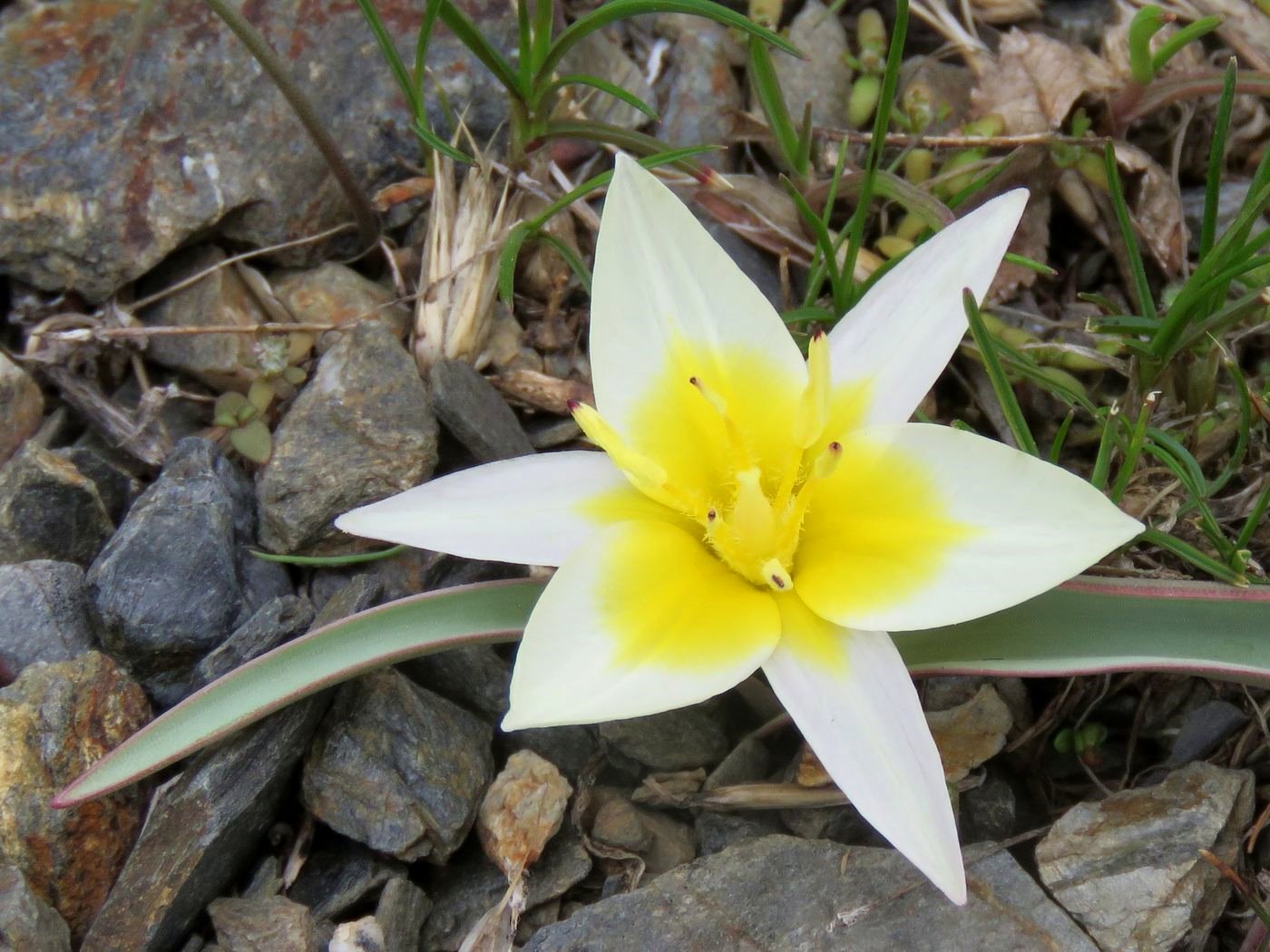 Изображение особи Tulipa turkestanica.