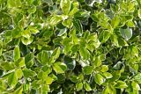 Euonymus japonicus