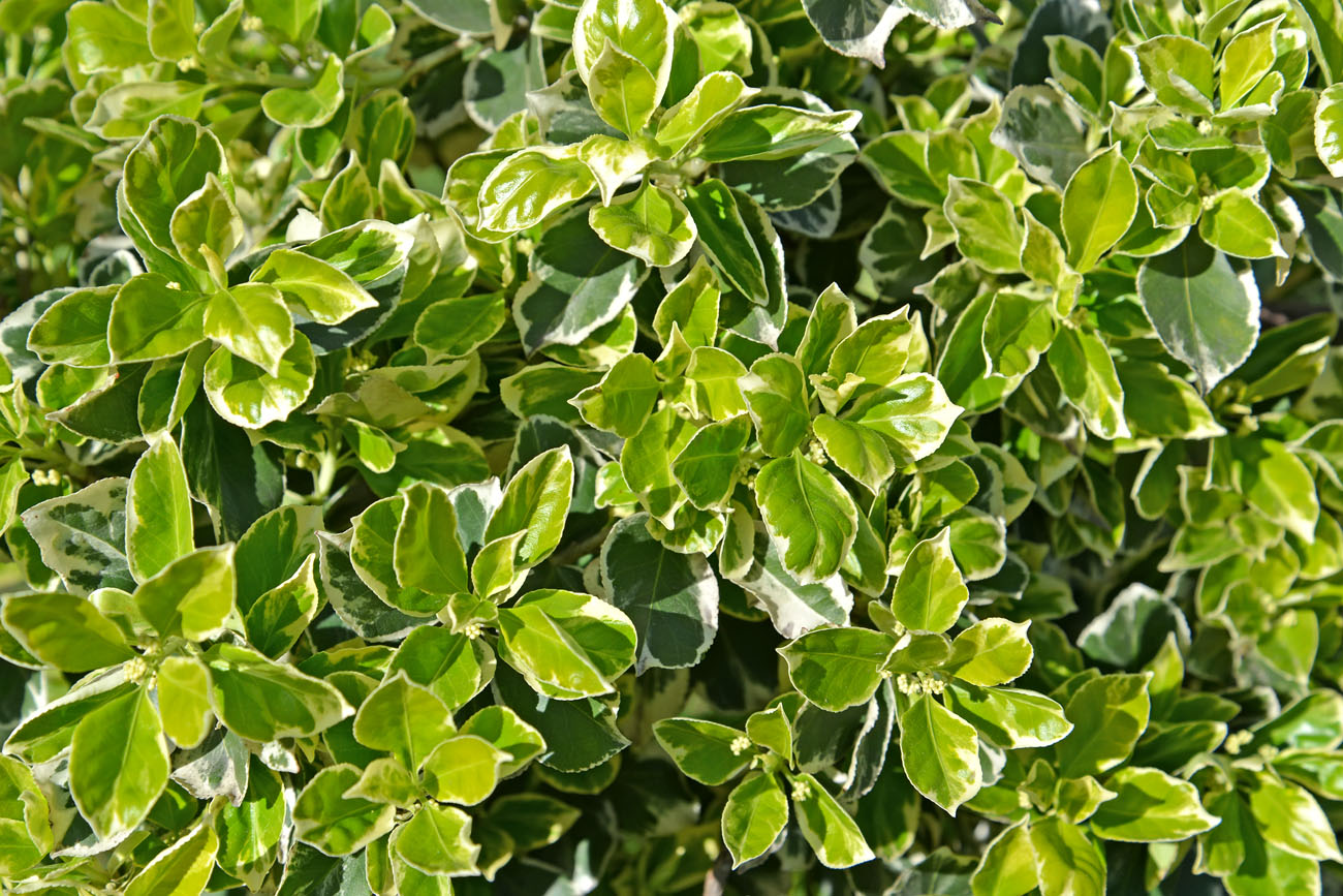 Изображение особи Euonymus japonicus.