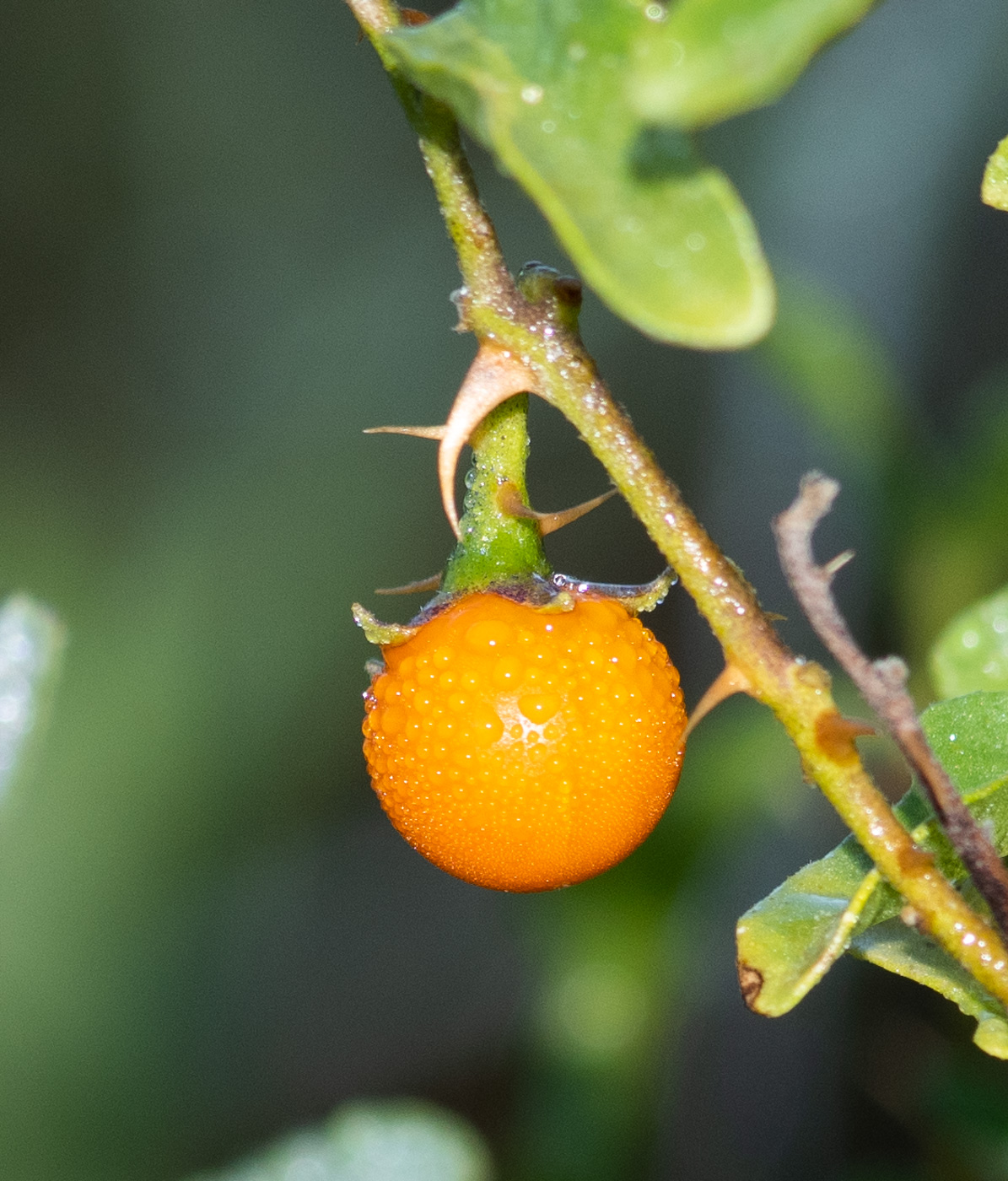 Изображение особи Solanum capense.