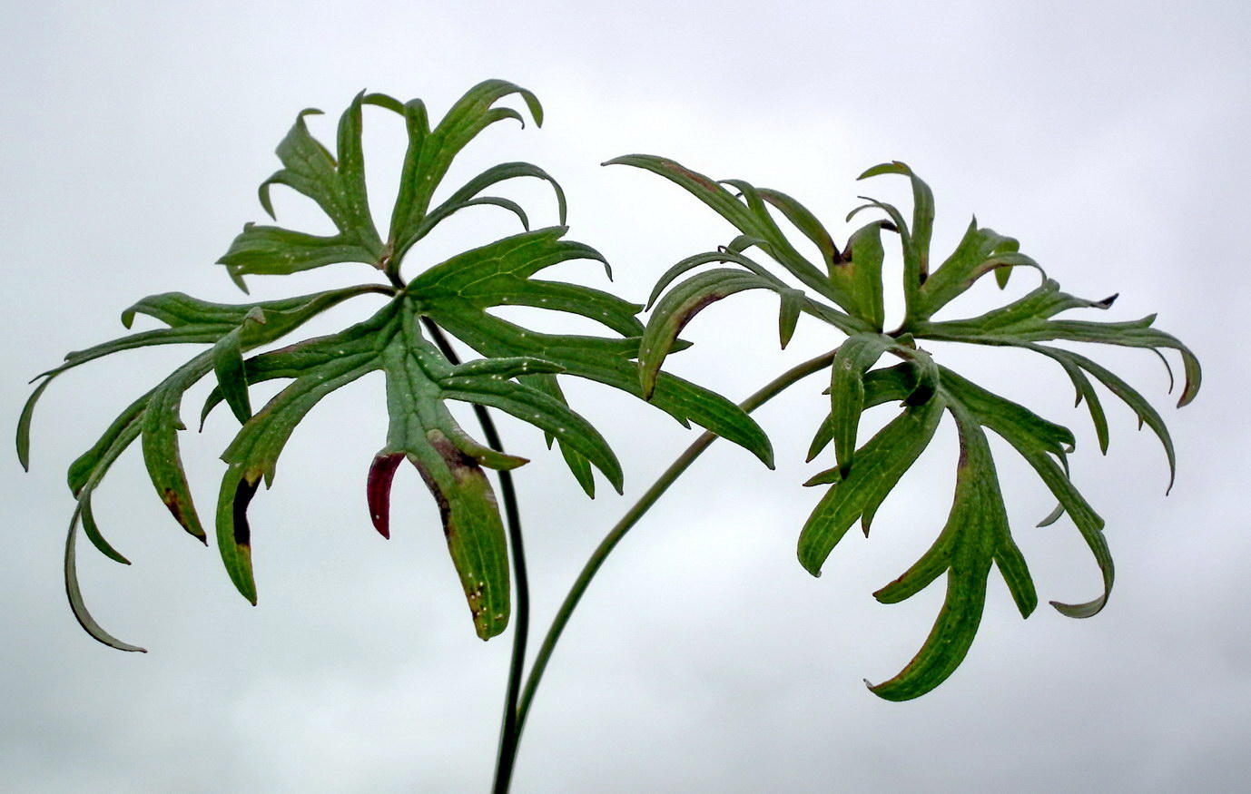 Image of Ranunculus acris specimen.