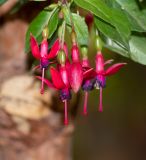 genus Fuchsia