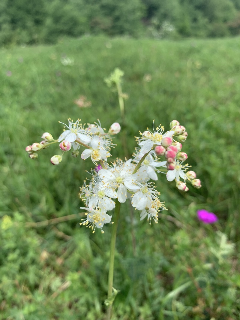 Image of Filipendula vulgaris specimen.