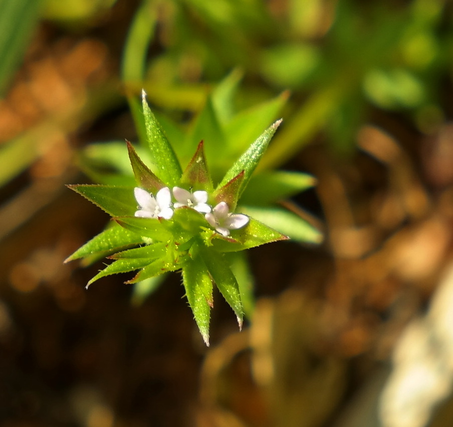 Image of Sherardia arvensis specimen.