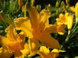 Hemerocallis × hybrida. Цветок и бутоны. Московская обл., Ленинский г. о., СНТ \"Берёзка\", садовый участок. 11.06.2020.