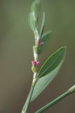 Polygonum aviculare