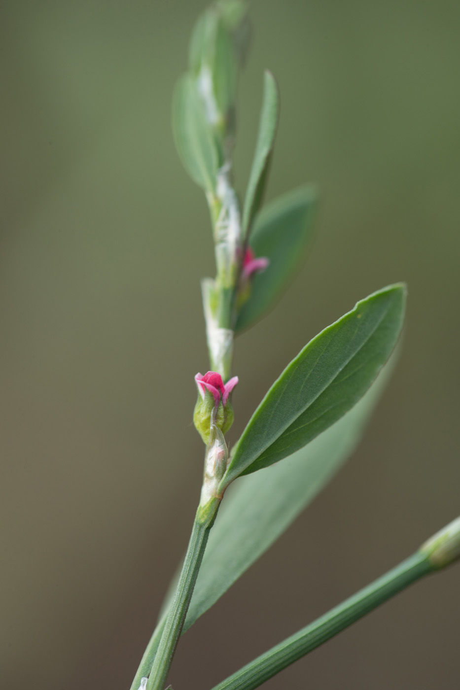 Image of Polygonum aviculare specimen.