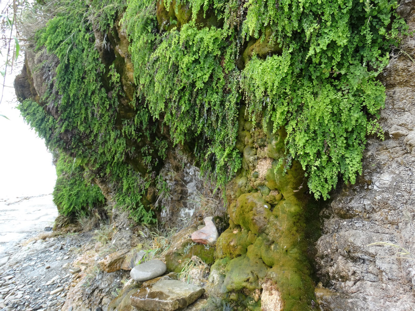 Image of Adiantum capillus-veneris specimen.