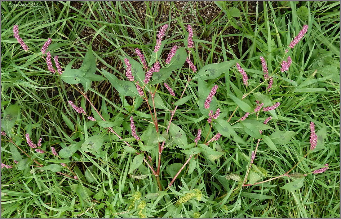 Image of Persicaria lapathifolia specimen.