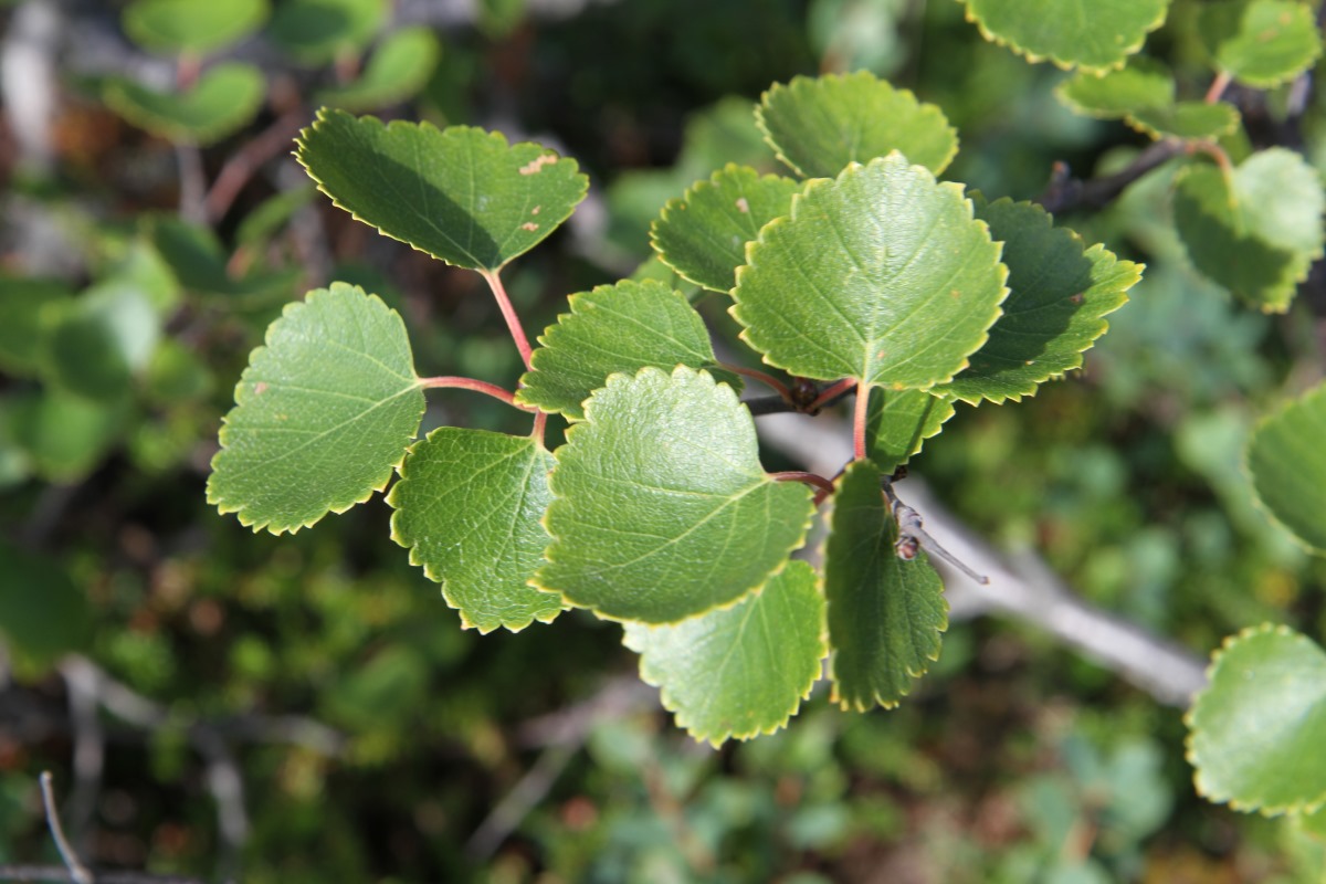 Image of Betula × alpestris specimen.