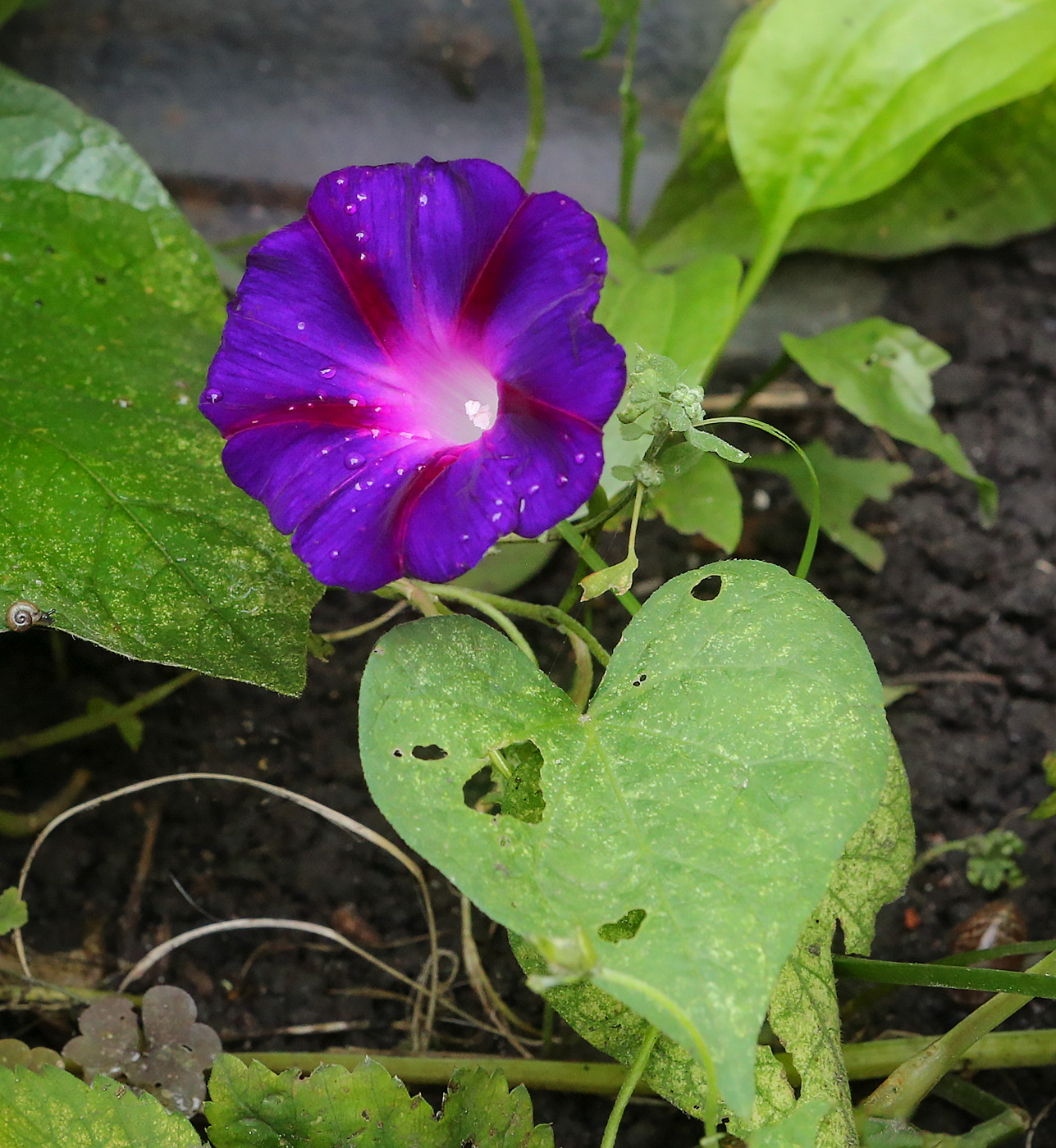 Image of Ipomoea purpurea specimen.