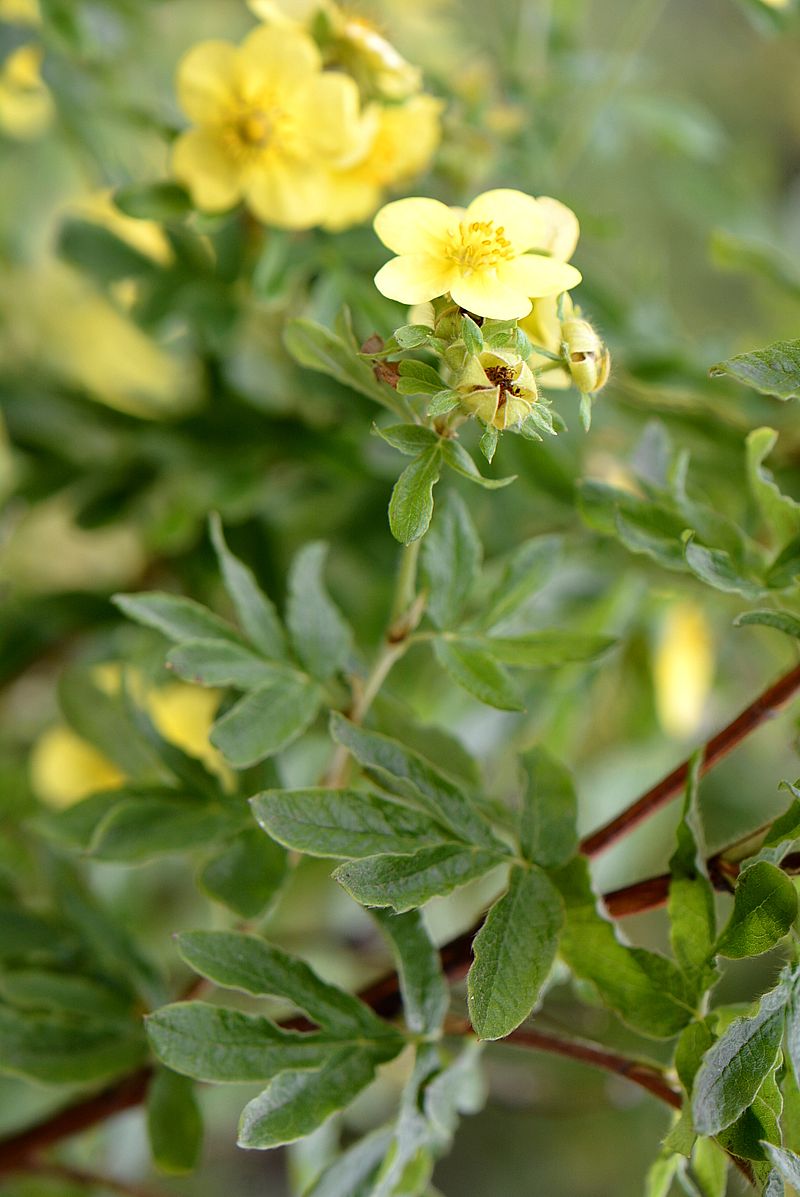 Изображение особи Dasiphora &times; friedrichsenii.