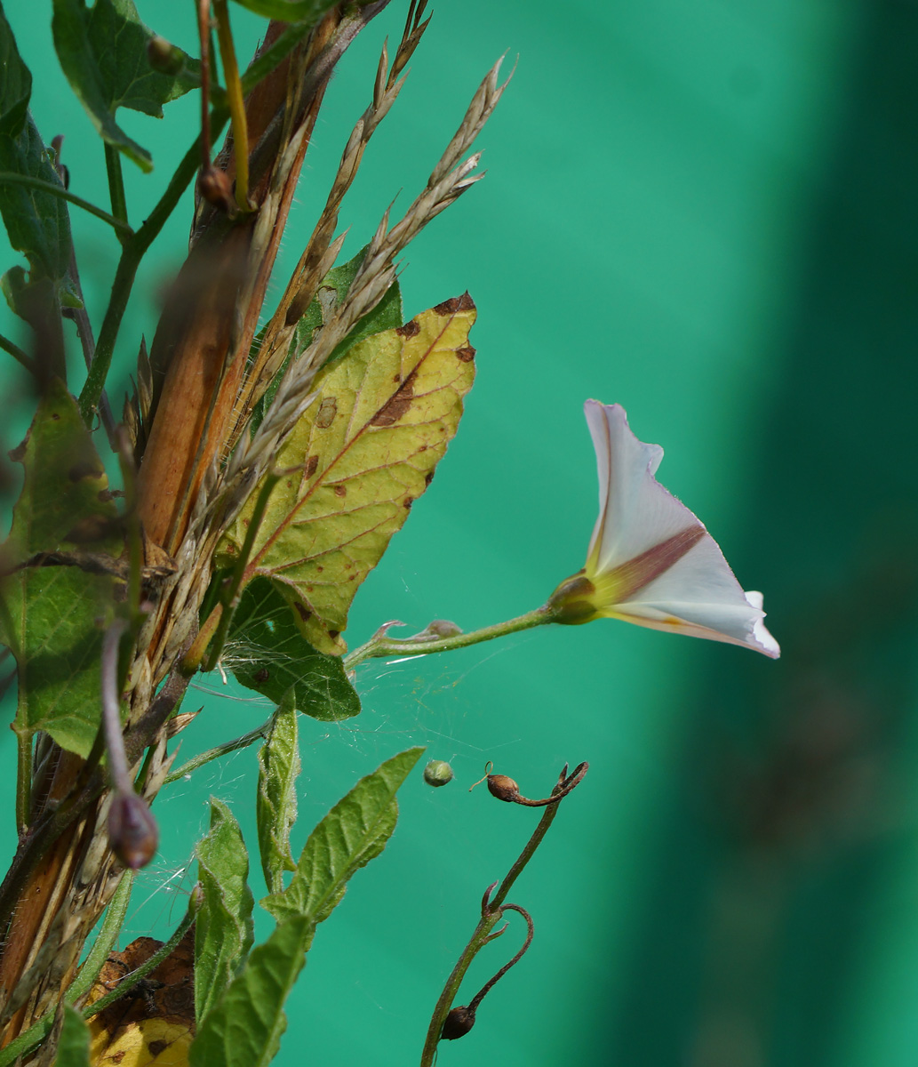 Изображение особи Convolvulus arvensis.