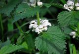 Lamium album. Часть побега с соцветием. Московская обл., окр. г. Железнодорожный, опушка смешанного леса. 26.05.2020.