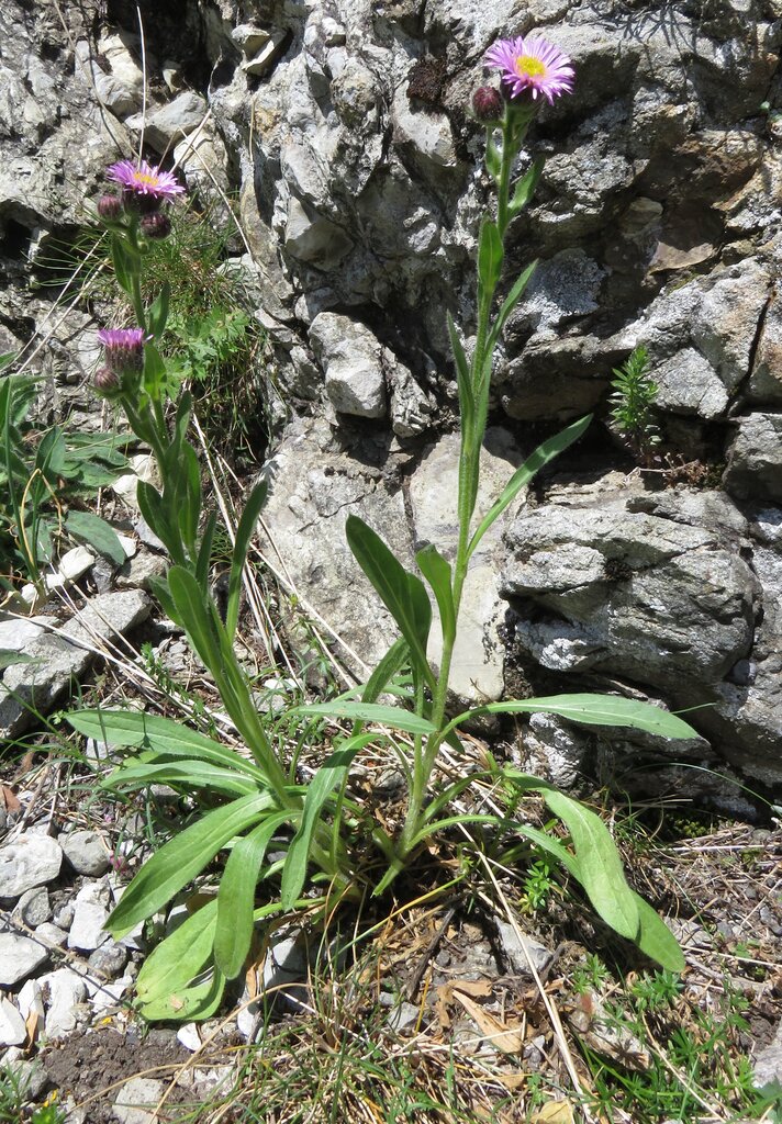 Image of Erigeron atticus specimen.